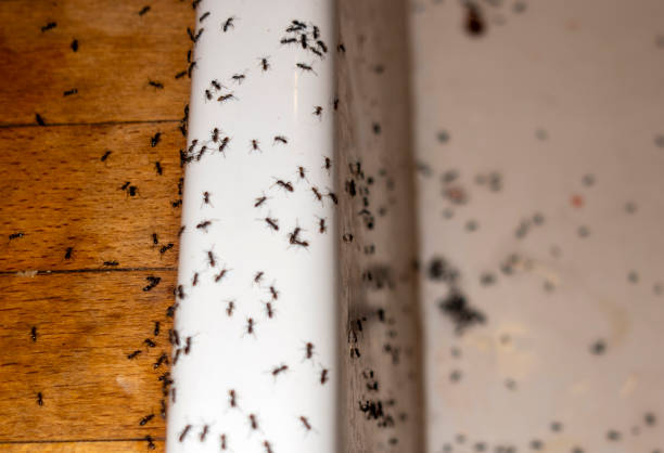 Best Termite Control Services  in Cottonwood, CA