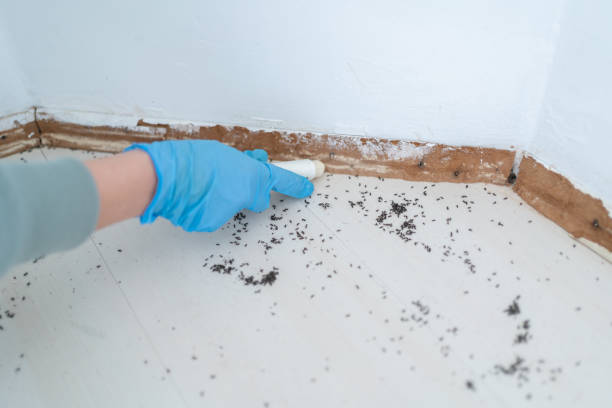 Wasp Removal Services in Cottonwood, CA
